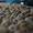 Столовые перепелиные яйца без тары  - <ro>Изображение</ro><ru>Изображение</ru> #1, <ru>Объявление</ru> #1037586