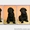 Щенки лабрадора ретривера (Черные девочки) - <ro>Изображение</ro><ru>Изображение</ru> #1, <ru>Объявление</ru> #1088047