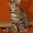 Бенгальские котята для дома и разведения - <ro>Изображение</ro><ru>Изображение</ru> #1, <ru>Объявление</ru> #1149291