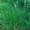 Продам семена Райграса многолетнего (пастбищный) - <ro>Изображение</ro><ru>Изображение</ru> #1, <ru>Объявление</ru> #1154614