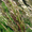 Продам семена Райграса многолетнего (пастбищный) - <ro>Изображение</ro><ru>Изображение</ru> #2, <ru>Объявление</ru> #1154614
