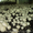 Мицелий шампиньона (печериці), вешенки  (гливи), шиитаке - <ro>Изображение</ro><ru>Изображение</ru> #2, <ru>Объявление</ru> #1189089