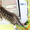 Бенгальские котята лучших линий - <ro>Изображение</ro><ru>Изображение</ru> #2, <ru>Объявление</ru> #1286769