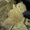 Персидский котенок Агнешка -классная малышка! - <ro>Изображение</ro><ru>Изображение</ru> #3, <ru>Объявление</ru> #1288762