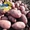 Картофель семенной Ривьера,  Тирас и другие со склада в Виннице  #1302490