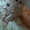 Персидский котенок Агнешка -классная малышка! - <ro>Изображение</ro><ru>Изображение</ru> #7, <ru>Объявление</ru> #1288762