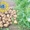 Картофель семенной Ривьера, Тирас и другие со склада в Виннице  - <ro>Изображение</ro><ru>Изображение</ru> #4, <ru>Объявление</ru> #1302490