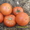 Продам семена томатов. - <ro>Изображение</ro><ru>Изображение</ru> #1, <ru>Объявление</ru> #1316838