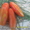 Продам семена томатов. - <ro>Изображение</ro><ru>Изображение</ru> #5, <ru>Объявление</ru> #1316838