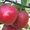 Продам яблоки разных сортов - <ro>Изображение</ro><ru>Изображение</ru> #4, <ru>Объявление</ru> #1137116