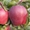 Продам яблоки разных сортов - <ro>Изображение</ro><ru>Изображение</ru> #2, <ru>Объявление</ru> #1137116