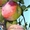 Продам яблоки разных сортов - <ro>Изображение</ro><ru>Изображение</ru> #2, <ru>Объявление</ru> #1639690