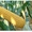 Онікс (ФАО 350) - насіння кукурудзи  (якісне насіння + доставка за наш рахунок) #1644509