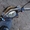 Продажа скутера GRAND PRIX 125 кубов #1677701