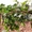 POLYARM - опоры и колышки для ваших растений - <ro>Изображение</ro><ru>Изображение</ru> #3, <ru>Объявление</ru> #1703355