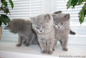Продам британских голубых котят - <ro>Изображение</ro><ru>Изображение</ru> #1, <ru>Объявление</ru> #143061