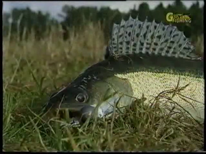 Секреты рыболова от братьев Щербакових