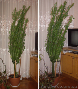 Комнатное растение "Молочайник" - <ro>Изображение</ro><ru>Изображение</ru> #1, <ru>Объявление</ru> #278892