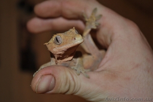 Продажа гекконов по приятным ценам