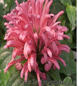 саженцы- комнатных растений