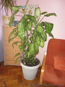 Комнатное домашнее растение Диффенбахия, высотой 1,65м, идеальное состояние!!!!! - <ro>Изображение</ro><ru>Изображение</ru> #2, <ru>Объявление</ru> #311409