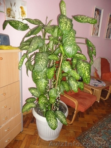 Комнатное домашнее растение Диффенбахия, высотой 1,65м, идеальное состояние!!!!! - <ro>Изображение</ro><ru>Изображение</ru> #1, <ru>Объявление</ru> #311409