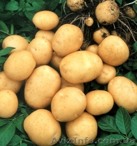 продам картошку семенную - <ro>Изображение</ro><ru>Изображение</ru> #3, <ru>Объявление</ru> #497540