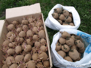 продам картошку семенную - <ro>Изображение</ro><ru>Изображение</ru> #1, <ru>Объявление</ru> #497540