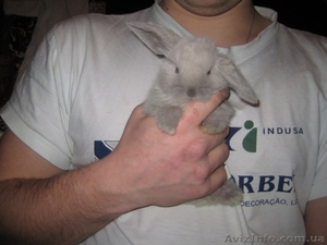 продам кроликов породы карликовый баран сиамского окраса  - <ro>Изображение</ro><ru>Изображение</ru> #1, <ru>Объявление</ru> #590354