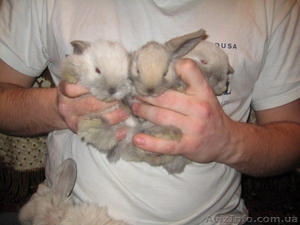 продам кроликов породы карликовый баран сиамского окраса  - <ro>Изображение</ro><ru>Изображение</ru> #3, <ru>Объявление</ru> #590354