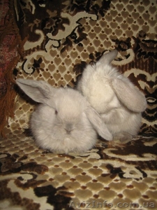 продам кроликов породы карликовый баран сиамского окраса  - <ro>Изображение</ro><ru>Изображение</ru> #2, <ru>Объявление</ru> #590354