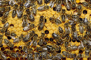 Продаю пчелосемьи украинской степной породы пчёл  - <ro>Изображение</ro><ru>Изображение</ru> #1, <ru>Объявление</ru> #613269