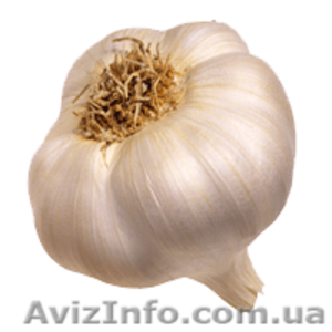 чеснок оптом продам от производителя 