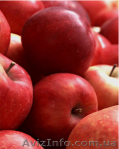 Яблука власного виробництва - <ro>Изображение</ro><ru>Изображение</ru> #4, <ru>Объявление</ru> #778665