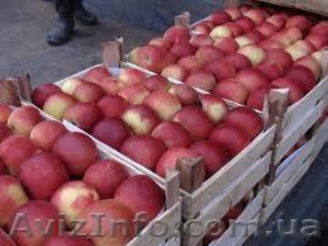 Яблука власного виробництва - <ro>Изображение</ro><ru>Изображение</ru> #3, <ru>Объявление</ru> #778665