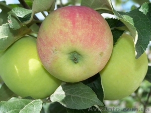 Яблука власного виробництва - <ro>Изображение</ro><ru>Изображение</ru> #1, <ru>Объявление</ru> #778665