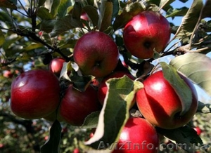 Яблука власного виробництва - <ro>Изображение</ro><ru>Изображение</ru> #2, <ru>Объявление</ru> #778665