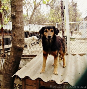 Винницкий приют для бездомных собак - <ro>Изображение</ro><ru>Изображение</ru> #2, <ru>Объявление</ru> #783998