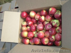 Продам яблука зимніх сортів - <ro>Изображение</ro><ru>Изображение</ru> #2, <ru>Объявление</ru> #784219