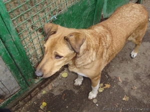 Винницкий приют для бездомных собак - <ro>Изображение</ro><ru>Изображение</ru> #7, <ru>Объявление</ru> #783998