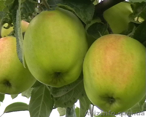 Продам яблука зимніх сортів - <ro>Изображение</ro><ru>Изображение</ru> #1, <ru>Объявление</ru> #784219