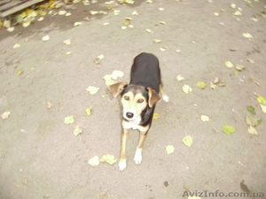 Винницкий приют для бездомных собак - <ro>Изображение</ro><ru>Изображение</ru> #10, <ru>Объявление</ru> #783998