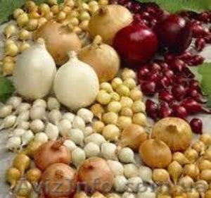 Продам семена овощных Семко - Юниор огурцы, томаты, капуста и. т.д. - <ro>Изображение</ro><ru>Изображение</ru> #8, <ru>Объявление</ru> #810207