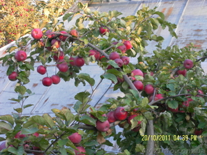 Акция! саженцы вишни, сливы, яблони, ореха - <ro>Изображение</ro><ru>Изображение</ru> #1, <ru>Объявление</ru> #847643