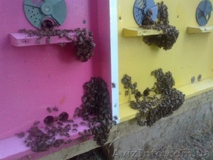 Оздоровление пчелами - <ro>Изображение</ro><ru>Изображение</ru> #3, <ru>Объявление</ru> #944810