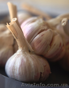 Чеснок продам семена чеснока сорт СОФИЕВСКИЙ