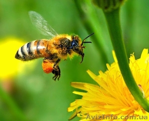 20% настойка пчелиного подмора - <ro>Изображение</ro><ru>Изображение</ru> #1, <ru>Объявление</ru> #966844