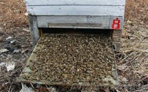20% настойка пчелиного подмора - <ro>Изображение</ro><ru>Изображение</ru> #3, <ru>Объявление</ru> #966844