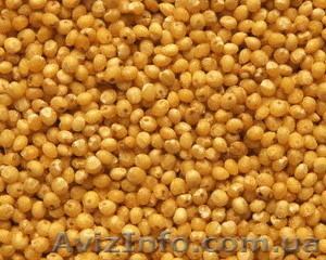 семена сои, очень урожайный сорт Алмаз - <ro>Изображение</ro><ru>Изображение</ru> #1, <ru>Объявление</ru> #1011006