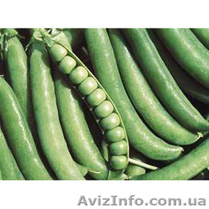 Продам горох овощной сорт джоф - <ro>Изображение</ro><ru>Изображение</ru> #1, <ru>Объявление</ru> #1154624